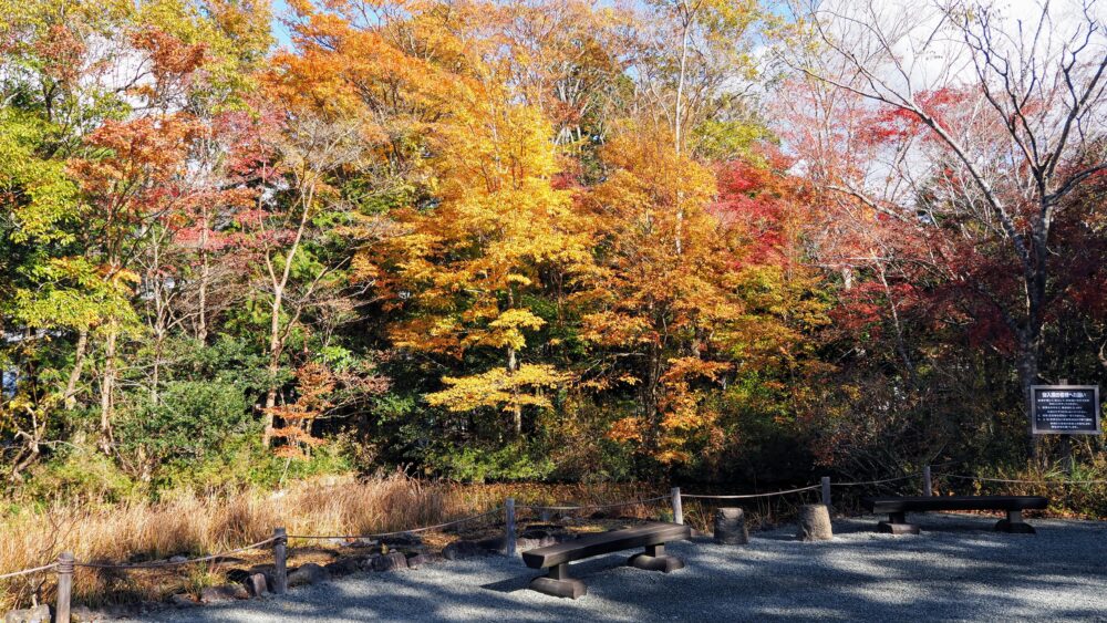 Coloured leaves in Hakone Shisseikaen