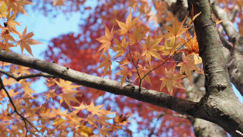 Orange maple leaves