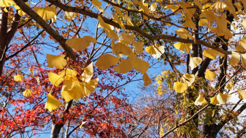 Ginkgo leaves