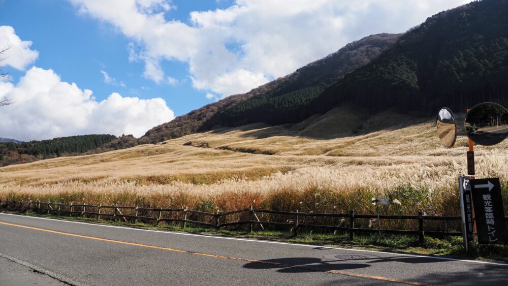 Pampas grasses from roadside