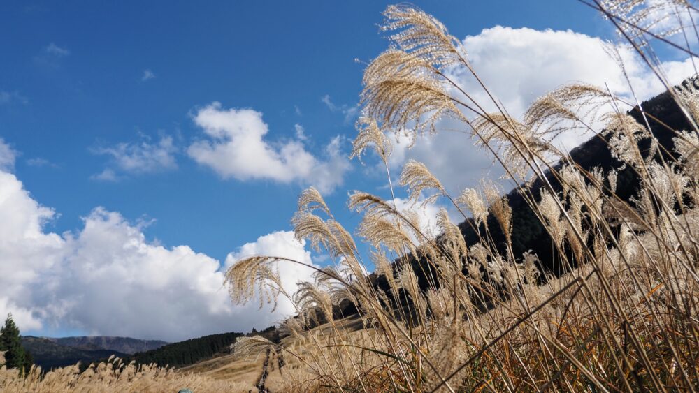 The spikes shine with the blue sky