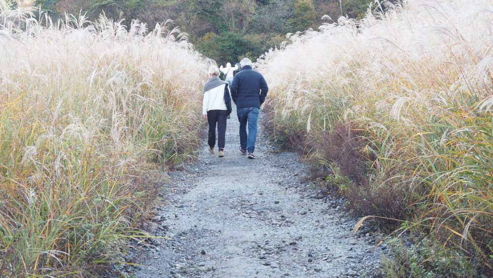 The trail is surrounded by pampas grasses