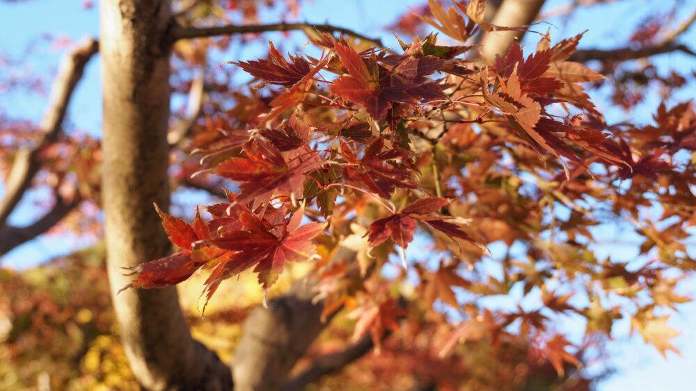 Red maple tree