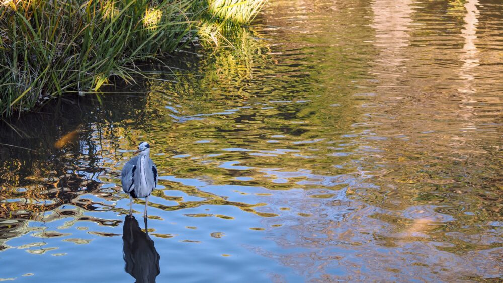 A heron is taking a rest in the pond