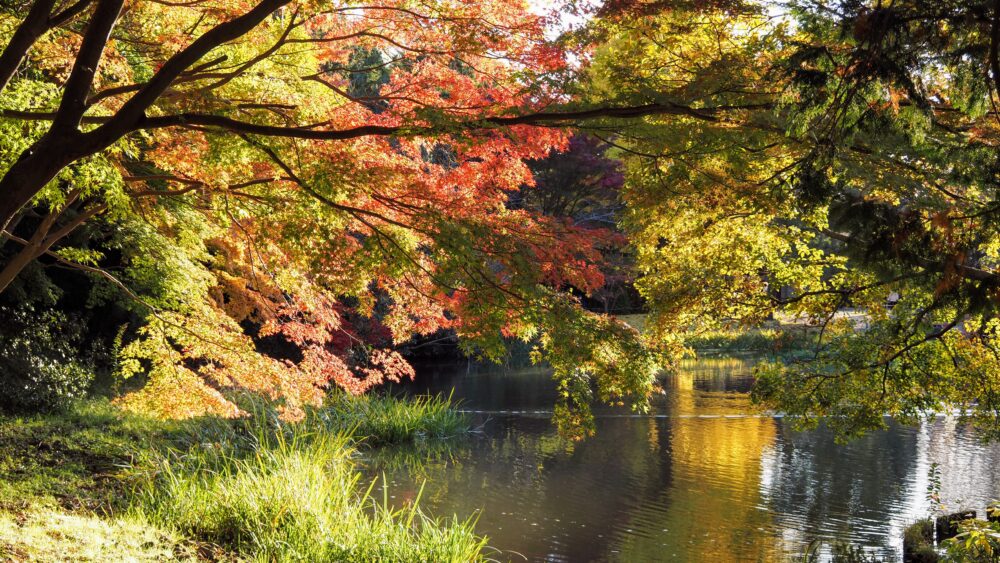 A local told me the best viewpoint of autumn leaves