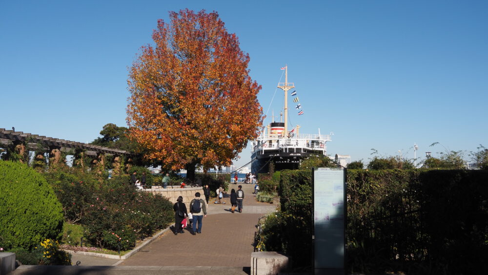 Higawamaru and Maple Tree in Yamashita Park 