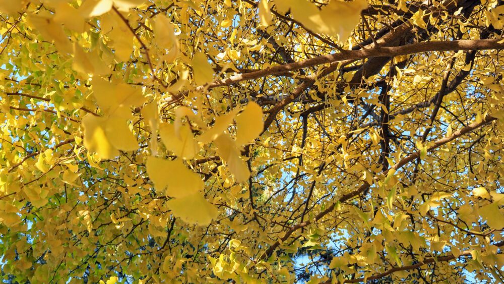 Vivid yellow rain