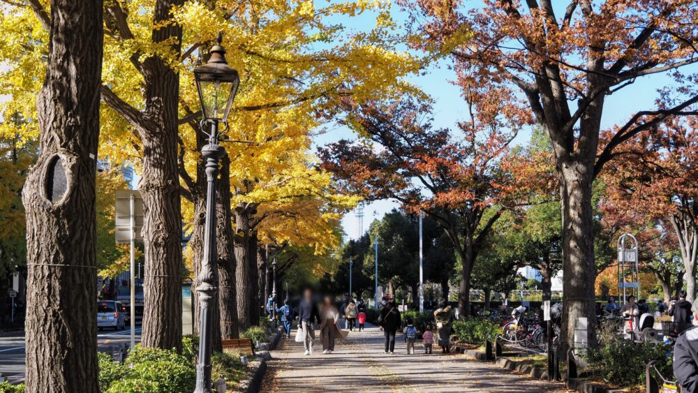 Gingko and Maple