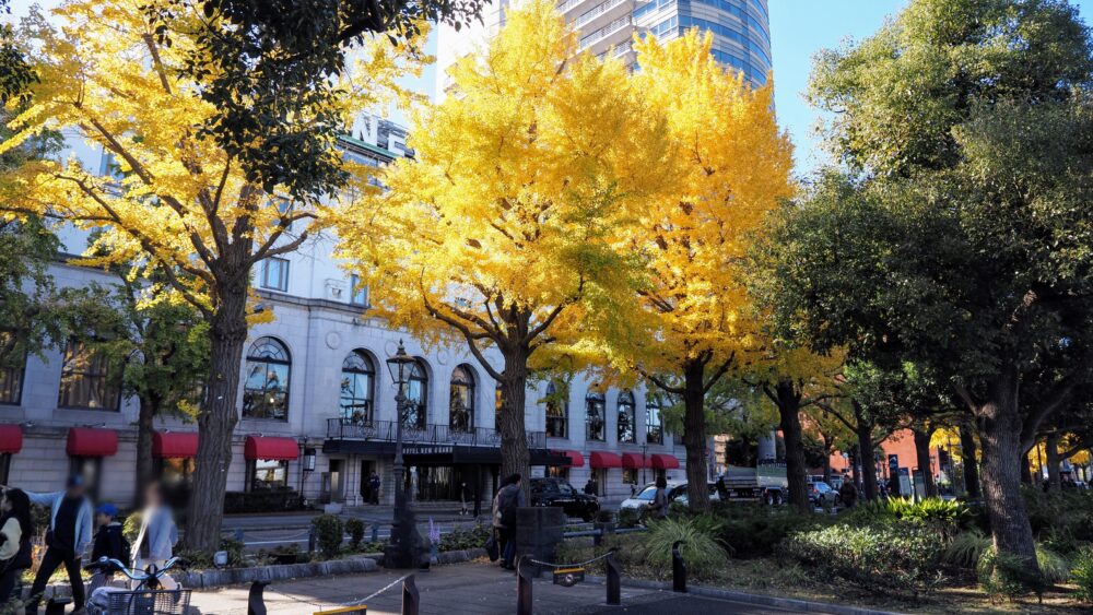 Gingko trees with Hotel New Ground at the back 