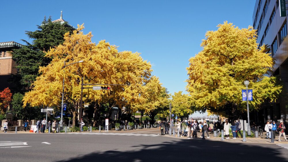 A boulevard of Gingko trees