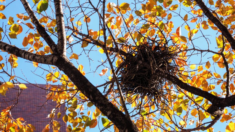 Birds may enjoy watching the leaves