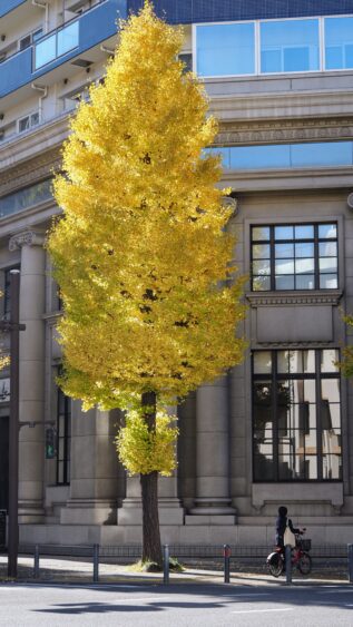 A huge ginkgo tree