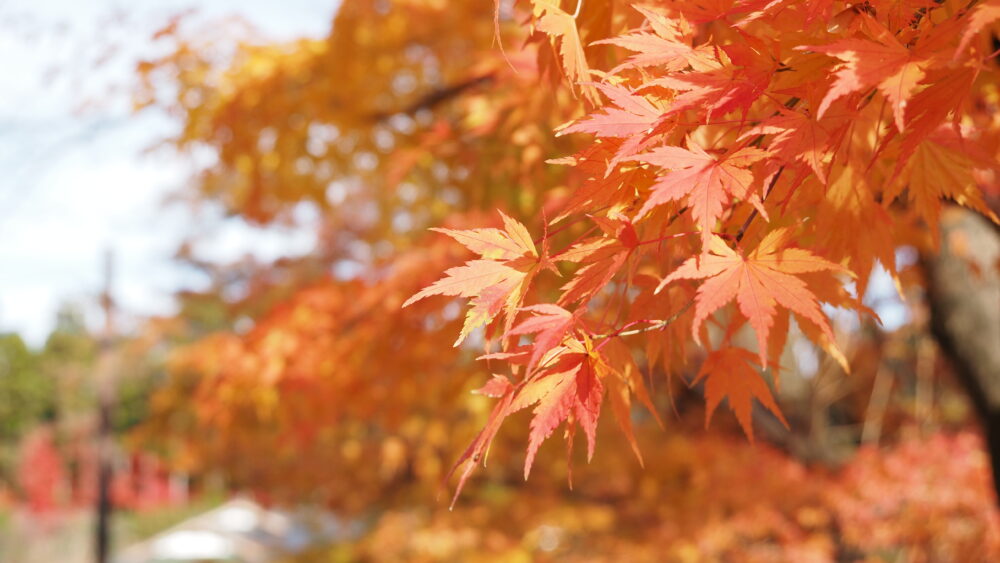 Orange hues in Matsushima