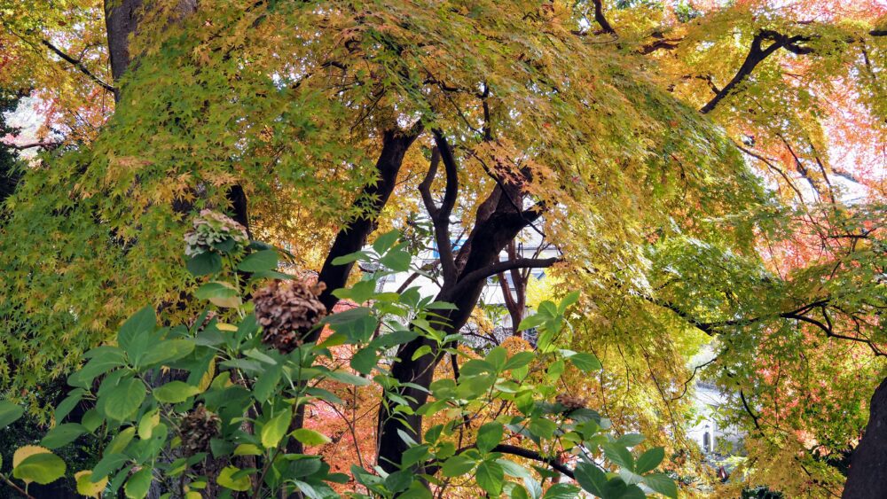 Young green leaves