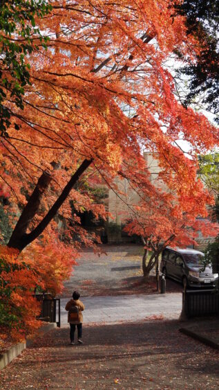 Vertical view of orange leaves