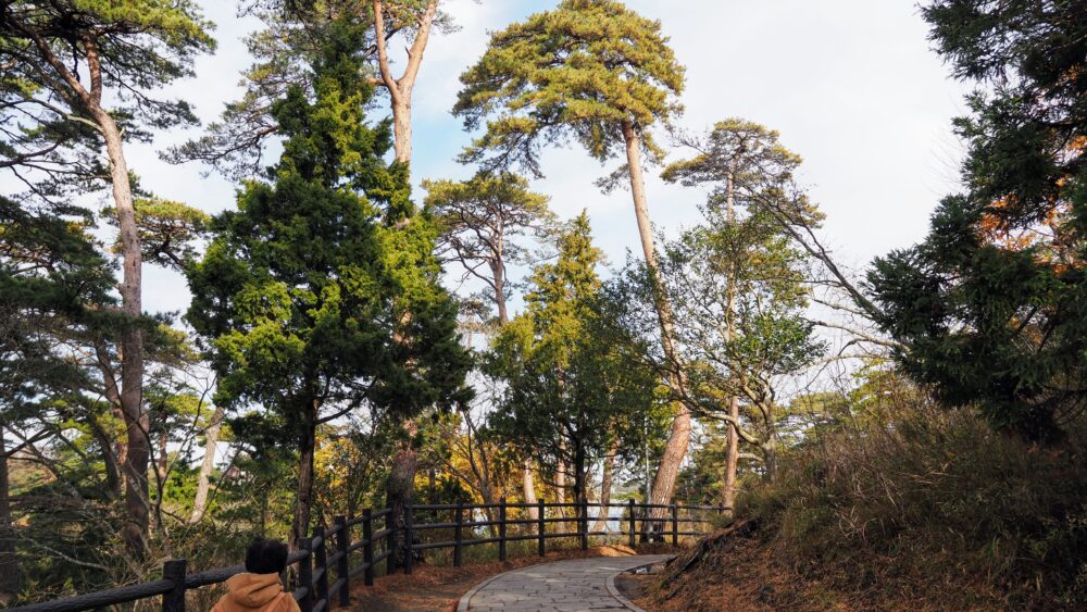 Pine trees beside a pavement